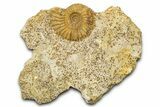 Jurassic Ammonite (Garantiana) Fossil - Évrecy, France #367892-1
